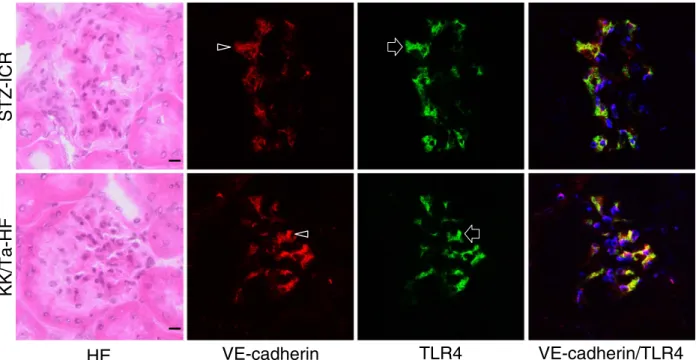Fig. 7. Laser-scanning confocal microscopy of immunostaining for VE-cadherin and TLR4 on the glomeruli of the ICR-STZ and KK/Ta mouse kidneys