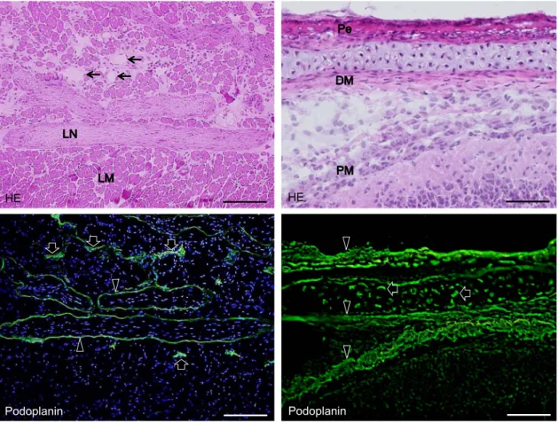 Fig. 1. Podoplanin expression in mouse lymphatic vessels, bone, and connective tissue