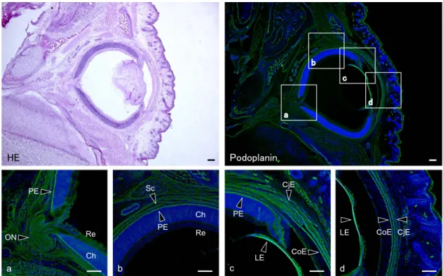 Fig. 3. Immunostaining for podoplanin in a horizontal section of the mouse eye. The immunostained sections were re-stained by H-E staining.