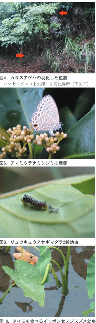 図 5 ．古い葉に台座を作るツマベニチョウ幼虫 図 6 ．アマミウラナミシジミの産卵