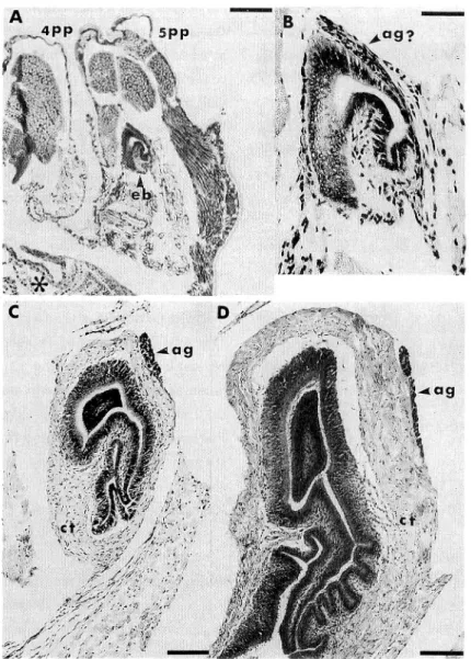 Fig. 1. Cross sections of the right ejaculatory bulb in postlarvae, in dicating the position of the androgenic gland