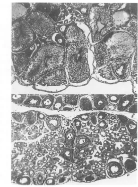 Fig. 3 Ovaries of the prawns No. 4 and No. 15 treated with the medulla externa removal