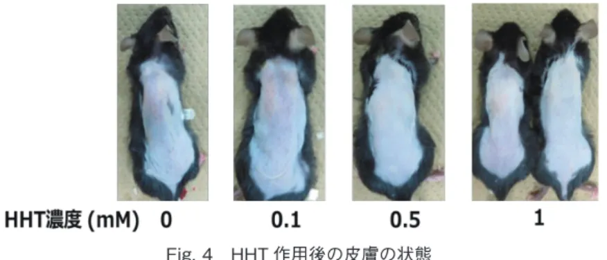 Fig. 4　HHT 作用後の皮膚の状態