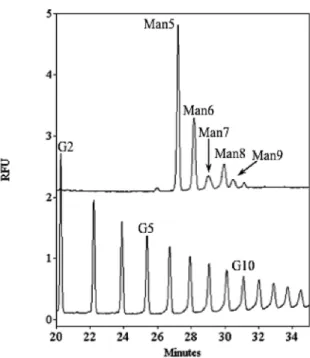 Fig. 9    Electropherogram of Rho110-derivatized N-linked oligosaccharides obtained from  ribonuclease B  （ upper trace ）  and a glucose oligomer  （ Gl-20 ） （ lower trace ）