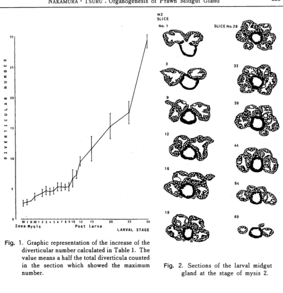 Fig. 1. Graphic representation of the increase of the