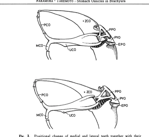 Fig. 3. Positional change of medial and lateral teeth together with their related ossicles