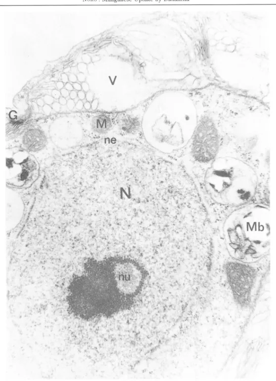 Fig. ID -3. Electron micrograph of D. tertiolecta. The nuclear envelop ( ne ) is characterized by many nuclear pores