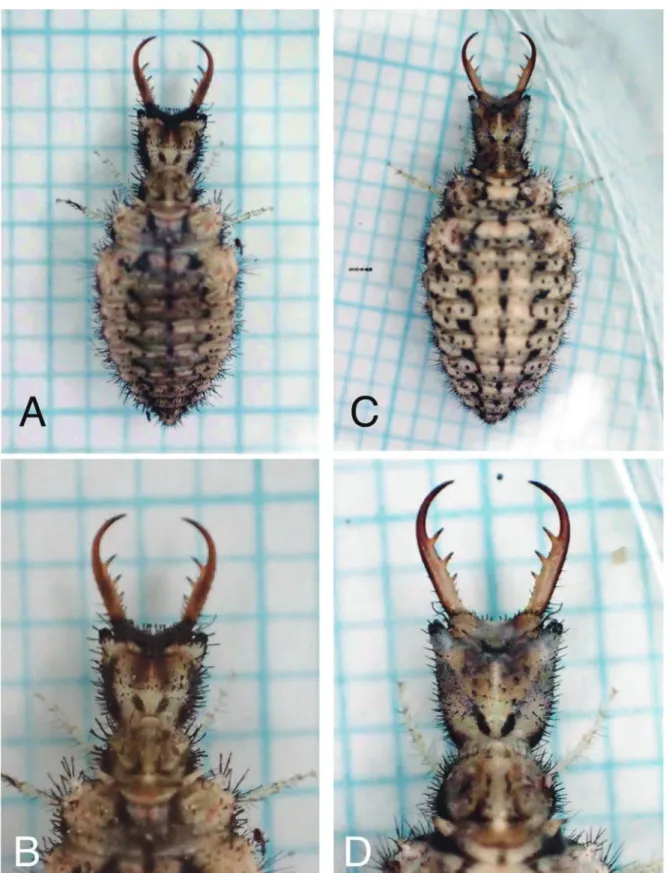 Fig. 7. Paraglenurus sp. Type 1 (cf. Hayashi 2013) (A-B) and Distoleon contubernalis (C-D) simultaneously collected from sandy ground near the bases  of Pinus thunbergii (Pinaceae) trees on 7 May 2015