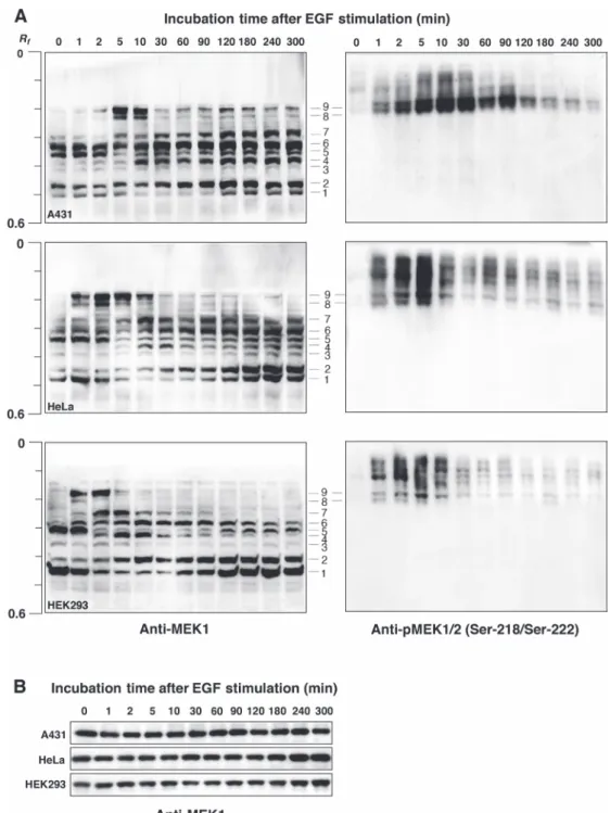 Fig. 1  Endogenous MEK1 phosphorylation in A431, HeLa, or HEK293 cells stimulated with EGF, analyzed by using Phos-tag SDS- SDS-PAGE or conventional (Phos-tag-free) SDS-SDS-PAGE followed by immunoblotting