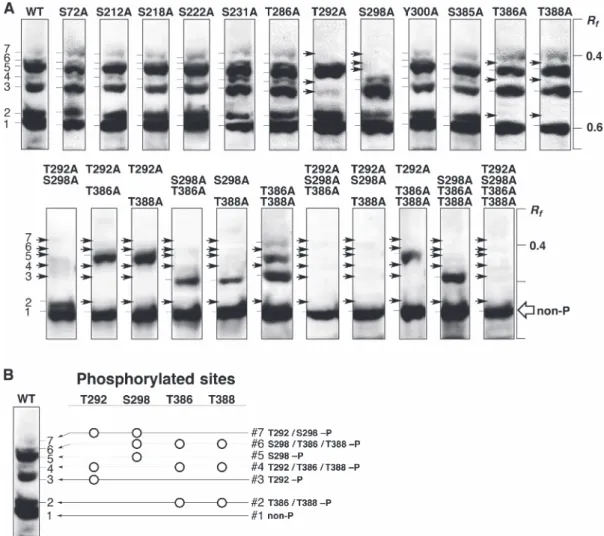 Fig. 2  Profiling of HaloTag-fused MEK1 phosphorylation expressed in HEK 293 cells using Phos-tag SDS-PAGE followed by immuno- immuno-blotting