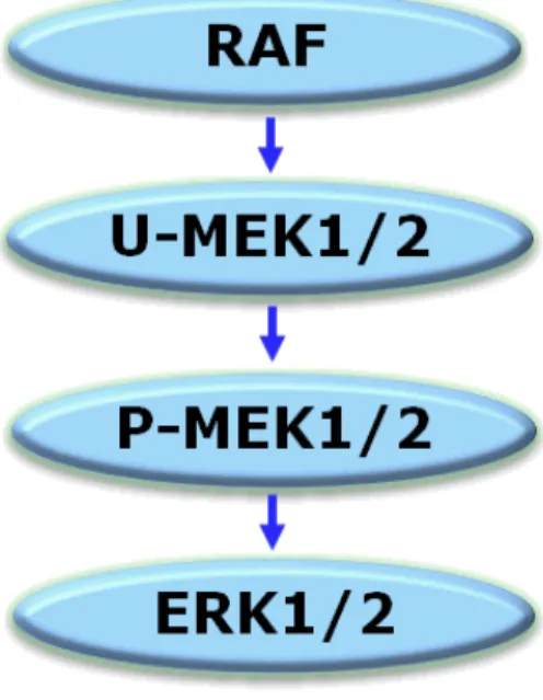 図 2.6.2-2        RAF/MEK/ERK 経路 2.6.2.2.1.1.1. BRAF による U-MEK1/2 の活性化に対する阻害作用 方法 本試験系の模式図を図 2.6.2-3 に示す（UH2008/00021/00）。MEK1（0.3 nM）又は  U-MEK2（0.6 nM）に各種濃度の GSK1120212B を添加し、室温で 40 分間インキュベートした。 その後、変異型 BRAF（V600E 変異陽性）（20 nM）及び ATP（30 μM）を添加して 10 分間 反応させ、