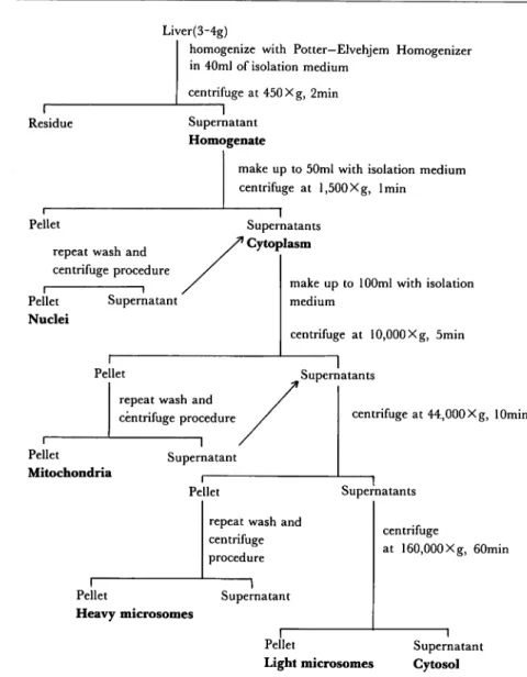 Fig. 1. Procedure for Subcellular Fractionation of Tilapia Liver.