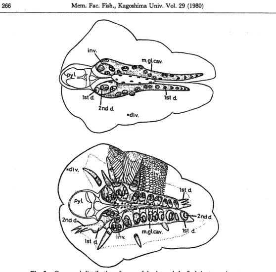 Fig. 5. Compared distribution of pores of the 1st and the 2nd duct openings to