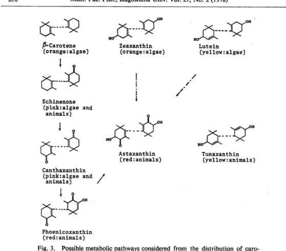 Fig. 3. Possible metabolic pathways considered from the distribution of caro tenoids in Crustacea.