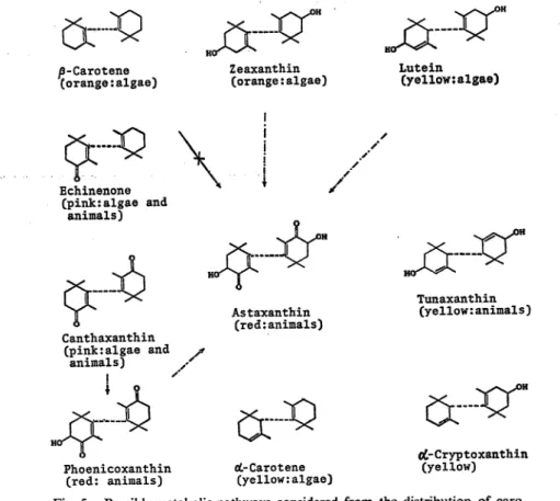 Fig. 5. Possible metabolic pathways considered from the distribution of caro