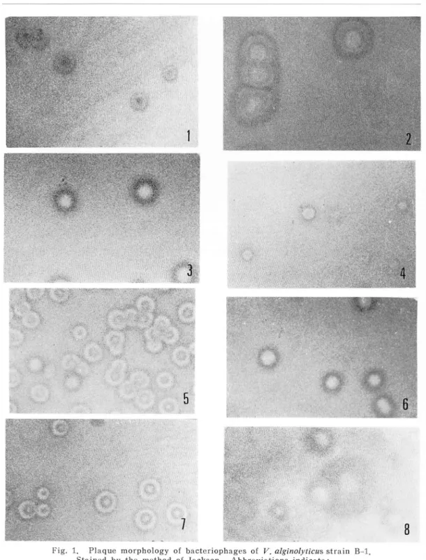 Fig. 1. Plaque morphology of bacteriophages of V. alginolyticus strain B-l.