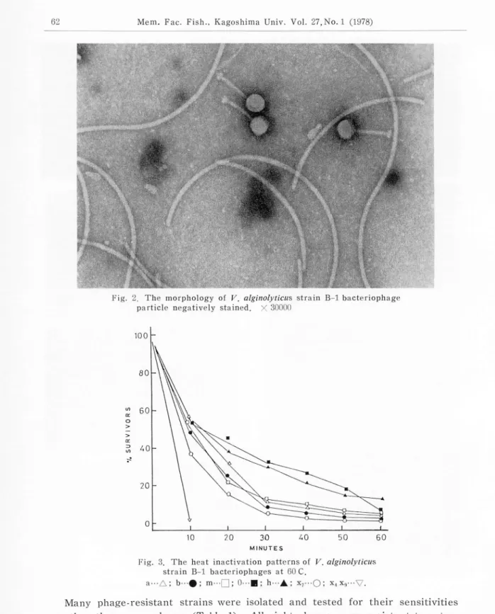 Fig. 3. The heat inactivation patterns of V. alginolyticus strain B-l bacteriophages at 60 C.