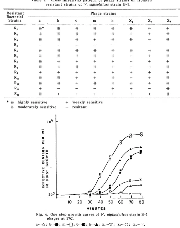 Table 1. Cross infectivity pattern of phage strains on isolated resistant strains of V