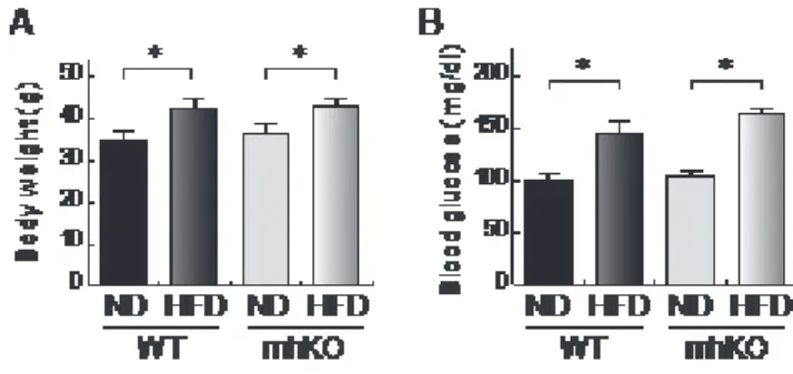 Figure 9. Body weight and blood glucose of mhKO mice