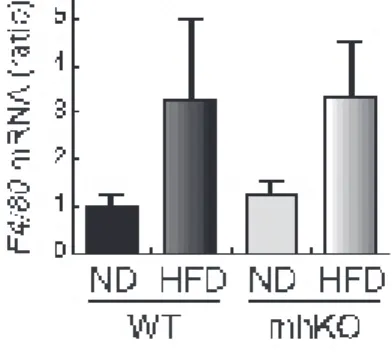 Figure 11. Macrophage infiltration into epidydimal adipose tissues in mhKO mice 　野生型および mhKO マウスの精巣上体脂肪組織から単離した RNA を用いてマクロファー ジのマーカーである F4/80 の mRNA 発現を real-time PCR 法を用いて解析した。 おわりに 　肥満により脂肪細胞が低酸素化することが脂肪細胞の機能異常を引き起こし、脂肪組織の 軽度慢性炎症の惹起に繋がり、さらには、全身の耐糖能異常やイン