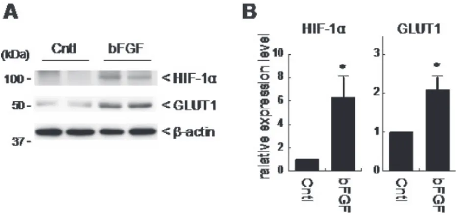 Figure 1. The effect of bFGF on HIF-1α expression in epididymal adipose tissue