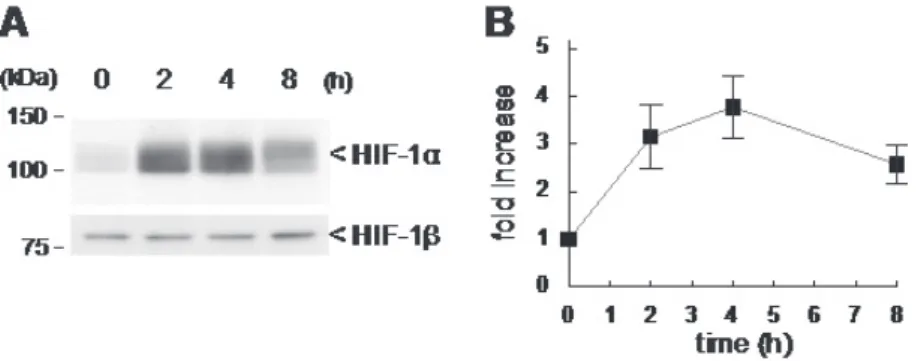 Figure 2. bFGF increases expression levels of HIF-1α in 3T3-L1 adipocytes