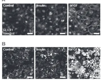 Figure 4. Localization of GLUT in bFGF-treated 3T3-L1 adipocytes