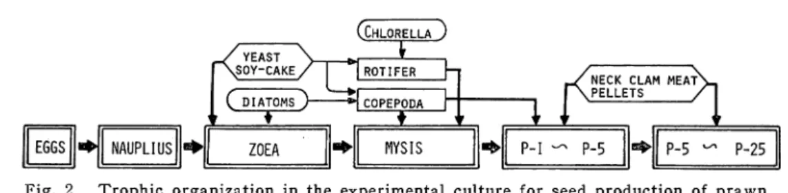 Fig. 2. Trophic organization in the experimental culture for seed production of prawn.