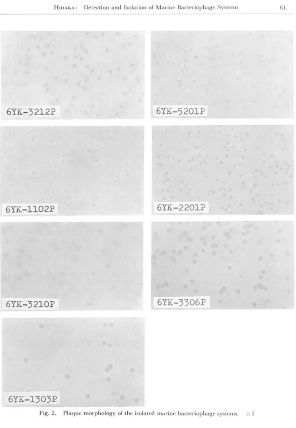 Fig. 2. Plaque morphology of the isolated marine bacteriophage systems, x 1