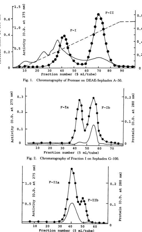 Fig. 1. Chromatography of Protease on DEAE-Sephadex A-50.