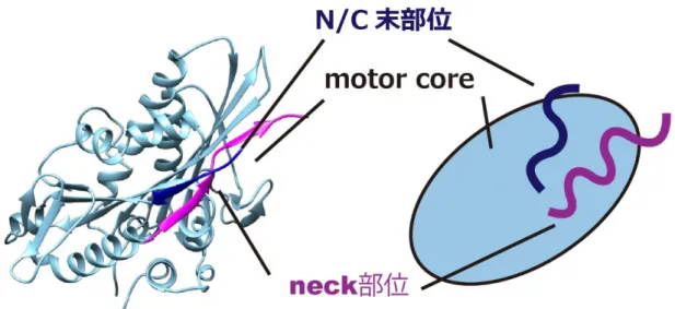 図 3.  キネシン頭部の構造 