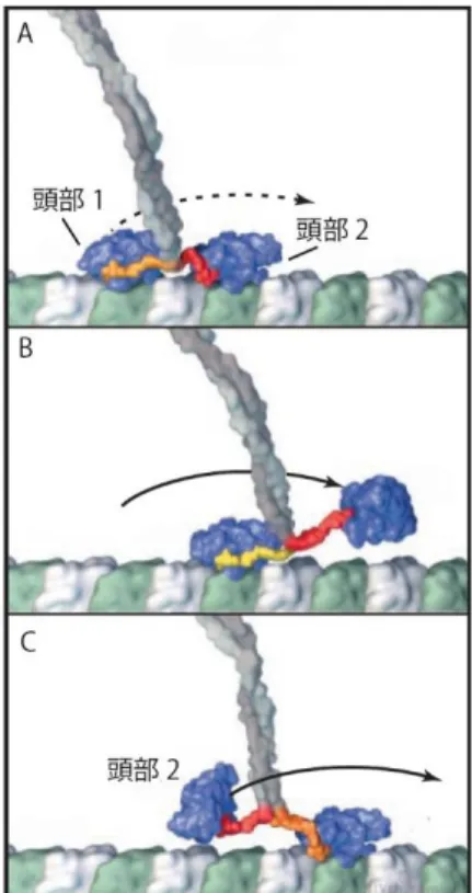 図 8. Hand-over-hand モデル  (Vale and Milligan, 2000)より改変