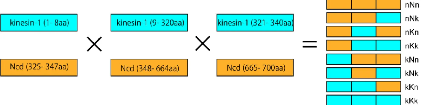 図 25.  キメラキネシンの網羅的作製 