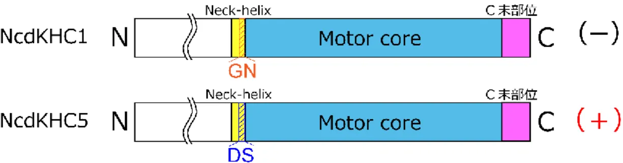 図 32. Neck-motor junction 変異キメラキネシン 