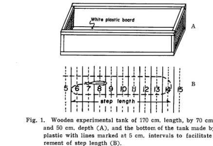 Fig. 1. Wooden experimental tank of 170 cm. length, by 70 cm. width and 50 cm. depth (A), and the bottom of the tank made by white plastic with lines marked at 5 cm