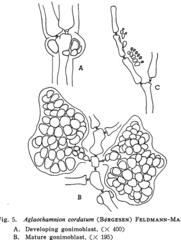 Fig. 5. Aglaothamnion cordatum (B^rgesen) Feldmann-Mazoyer A. Developing gonimoblast. (X 400)
