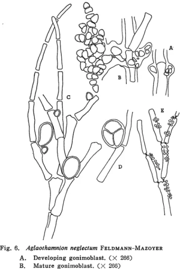 Fig. 6. Aglaothamnion neglectum Feldmann-Mazoyer A. Developing gonimoblast. (X 266)