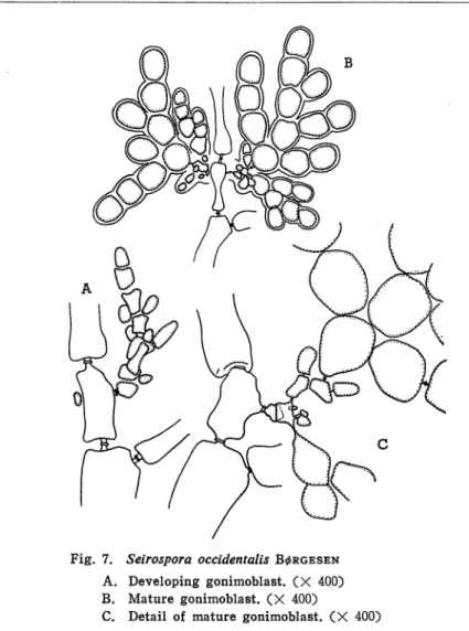 Fig. 7. Seirospora occidentalis B^rgesen