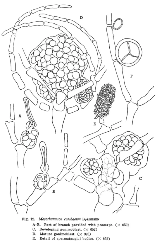Fig. 12. Mesothamnion caribaeum B^rgesen