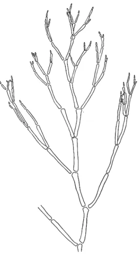 Fig 2. Callithamnion aglaothamnioides spec,