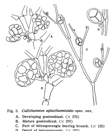 Fig. 3. Callithamnion aglaothamnioides spec. nov.
