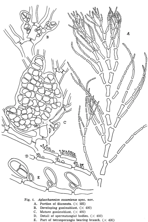 Fig. 4. Aglaothamnion oosumiense spec. nov.