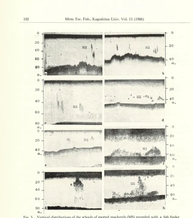Fig. 5. Vertical distributions of the schools of spotted mackerels (MS) recorded with a fish finder at daytime in the sea area around the Osumi Islands and the sea off Mt