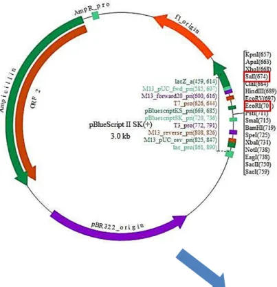 図 5  プラスミド pEL027 の作製 