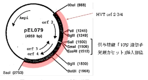 図 10    HVT ゲノムの構造、及び Bam HI 領域と Xho I- Sac I フラグメント 