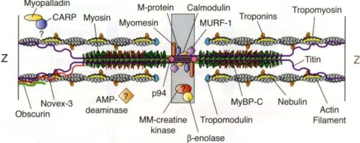 図 3 サルコメアの分子モデル（Clark ら,  Annu.  Rev.  Cell  Dev.  Biol.  Vol.  18,  637-706,  (2002）Figure 2） 