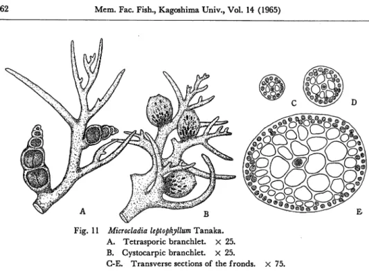 Fig. 11 Microcladia leptophyllum Tanaka.