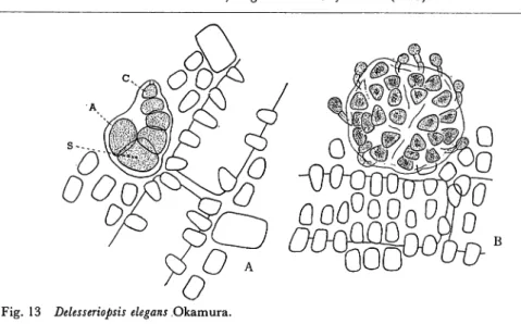 Fig. 13 Delesseriopsis elegans Okamura.