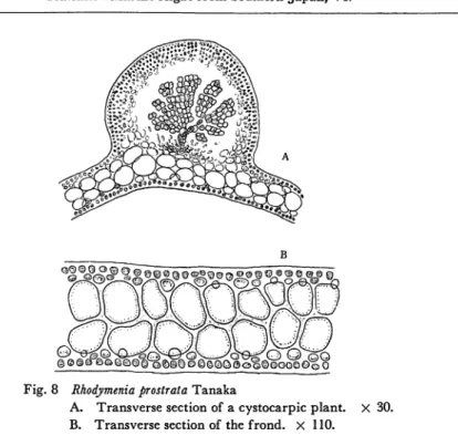 Fig. 8 Rhodymenia prostrata Tanaka