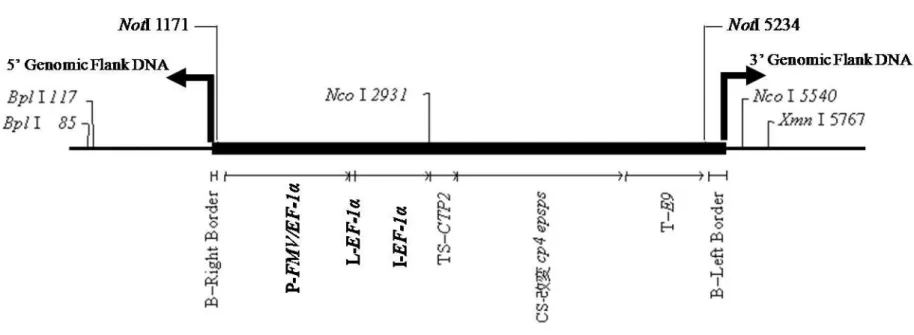 図  4  MON89788 の導入遺伝子地図 17 図中の矢印は導入遺伝子の 5’及び 3’末端とそれに続く近傍のダイズ内在性配列を示している。 5  図中の数字はダイズゲノム中における位置を示しているため、 表 6 (p28~29)に示す数字とは一致しない。                                                      17 本図に記載された情報に係る権利及び内容の責任は日本モンサント株式会社に帰属する 